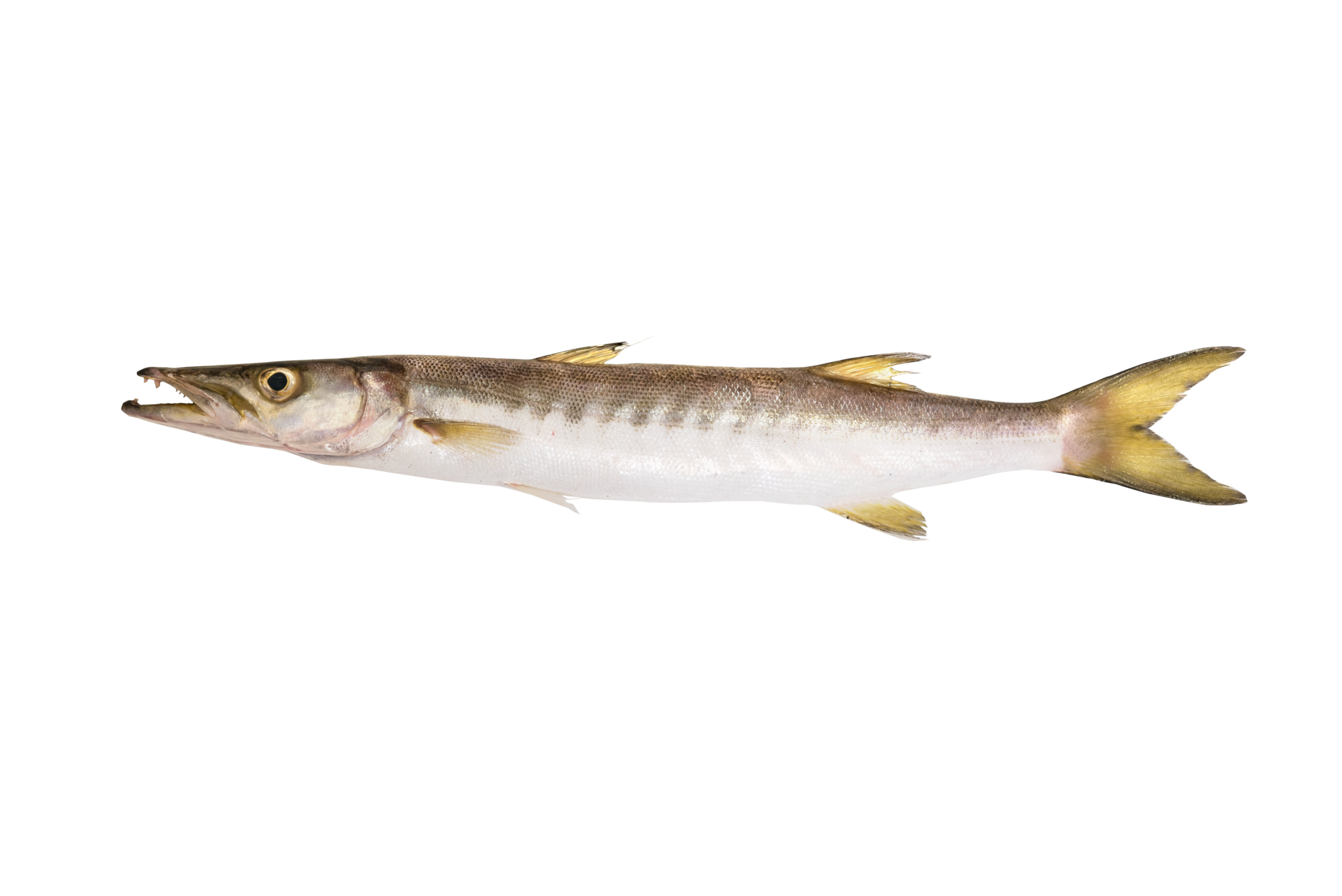 Barracuda isolated png 13713768 PNG