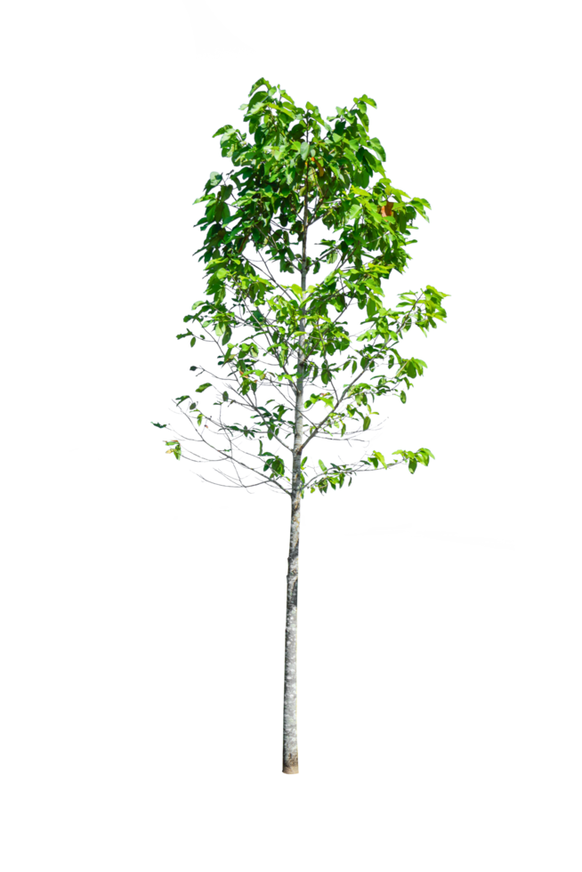 petit arbre vert isolé png