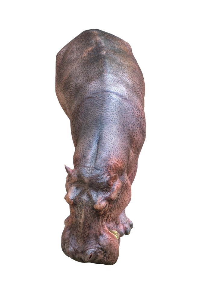 Hippopotamus on isolated png