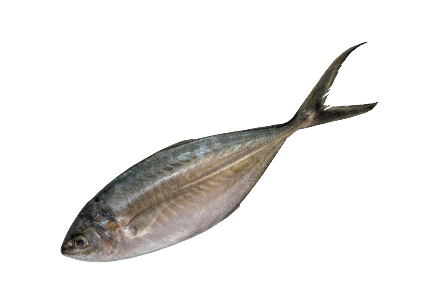 tropisk fisk stort öga trevally png