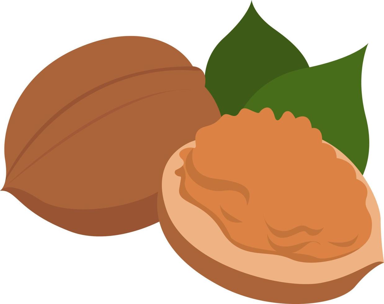 Walnut, illustration, vector on white background.