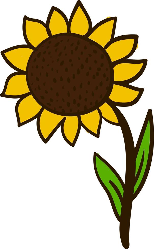 Big sunflower, illustration, vector on white background.