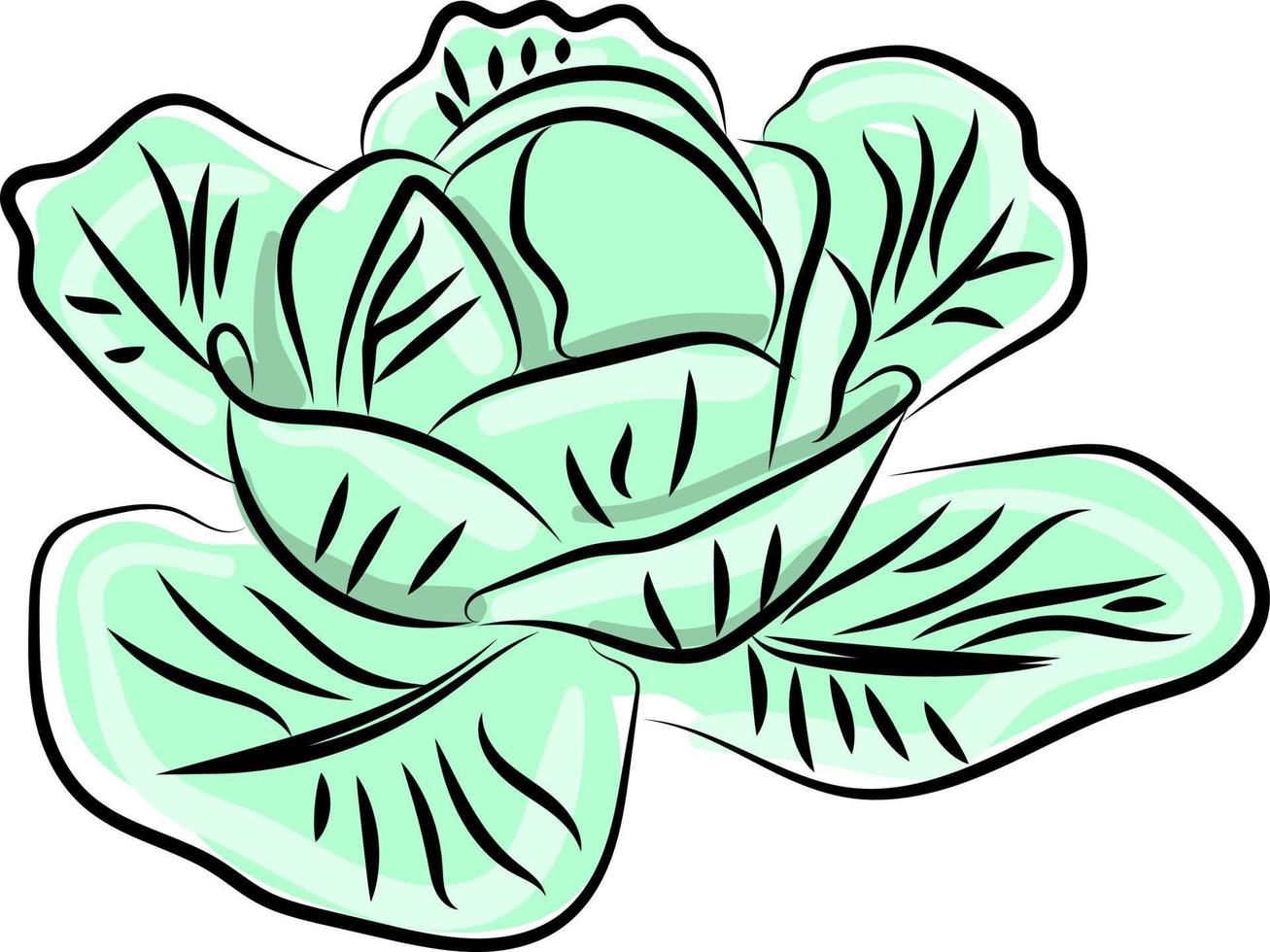 Cabbage drawing, illustration, vector on white background.