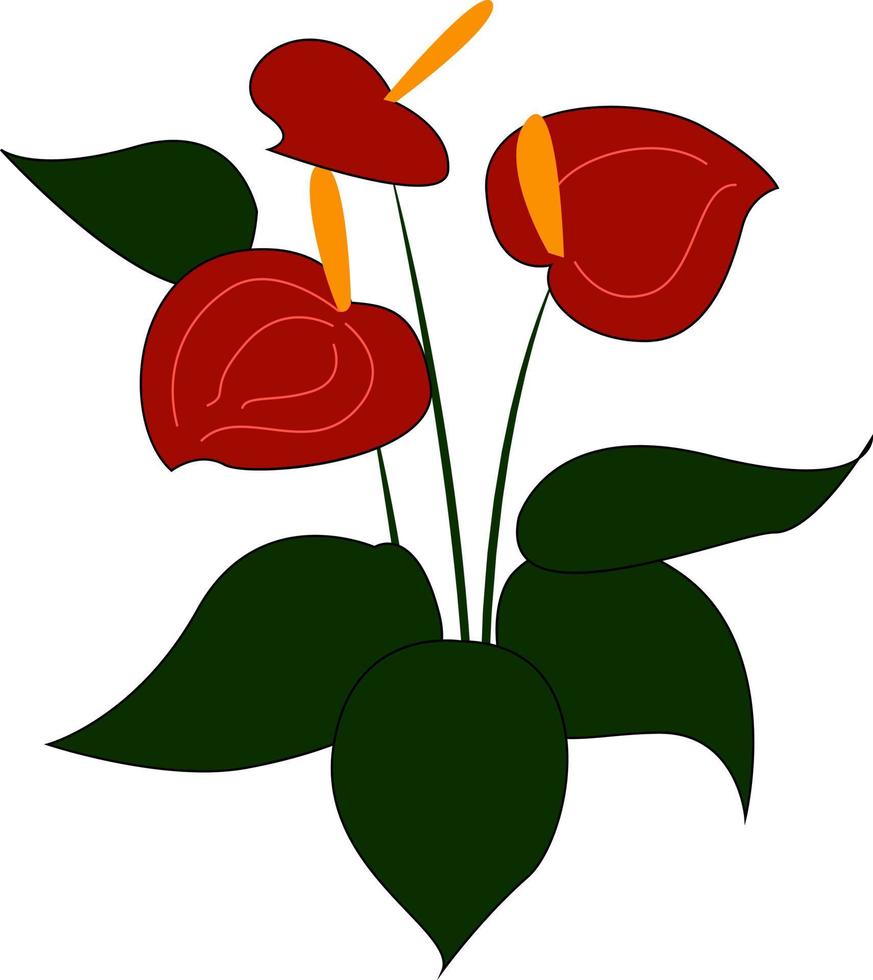 Anthurium rojo, ilustración, vector sobre fondo blanco.