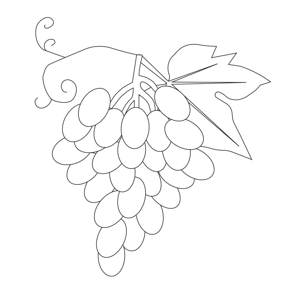 Grape branch in doodle style. Vector illustration.