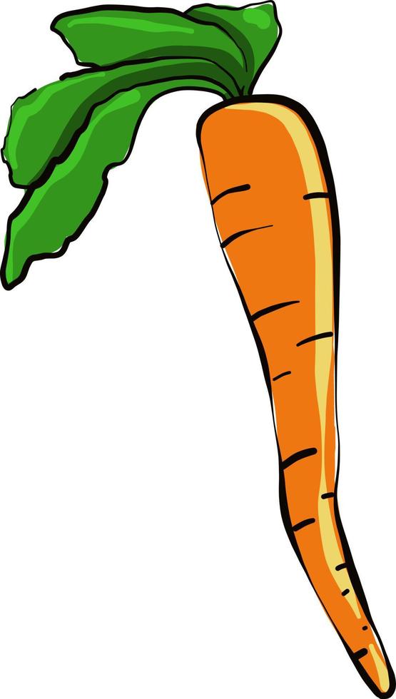 Orange carrot,illustration,vector on white background vector