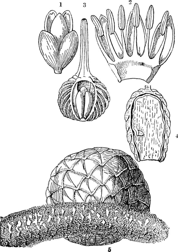 varias partes de la ilustración vintage de la palma de sagú. vector