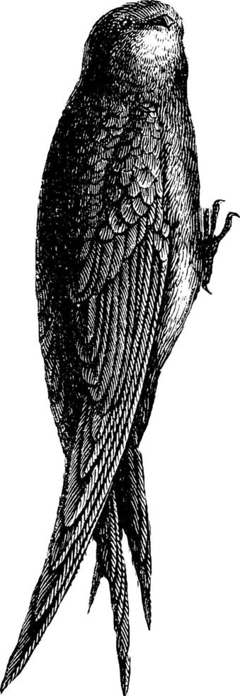 Swift, vintage illustration. vector