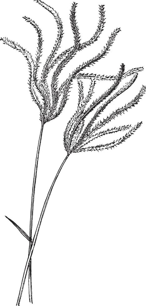 Chloris Polydactyla vintage illustration. vector