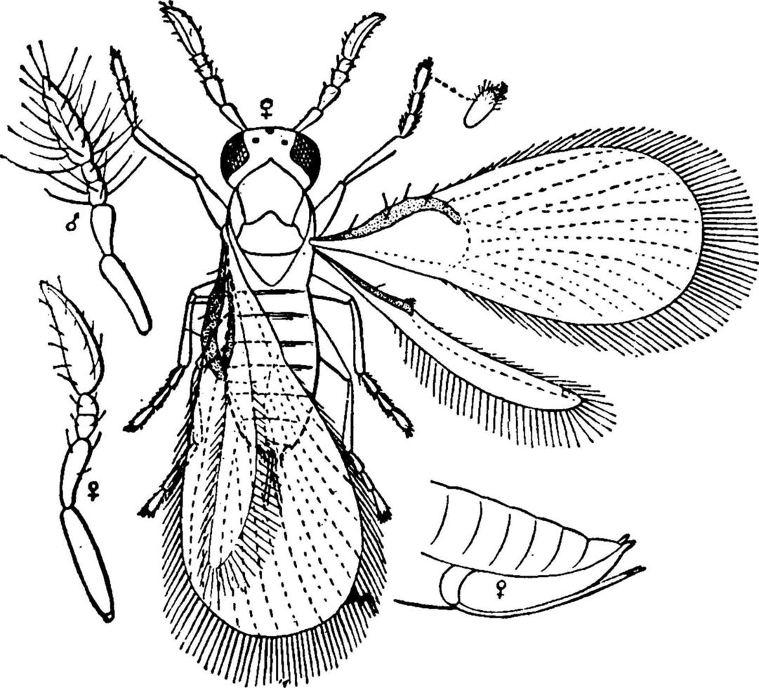 Trichogramma Wasp, vintage illustration. vector