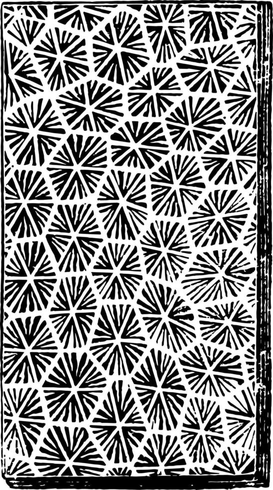 Coral Fossil, vintage illustration. vector