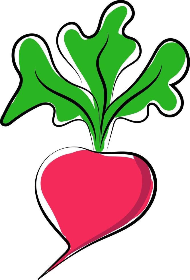Radish, illustration, vector on white background.