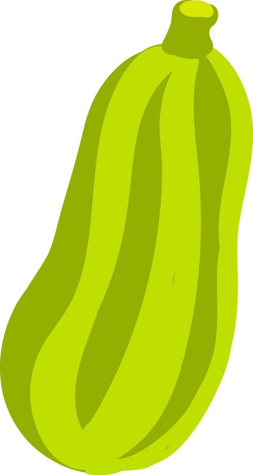 Zucchini flat, illustration, vector on white background.