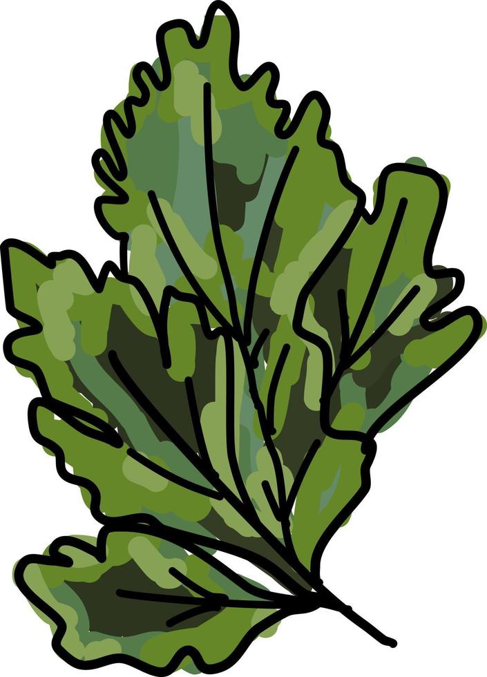 Fresh parsley, illustration, vector on white background.