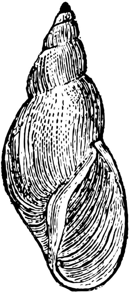 limnaea elodes, ilustración vintage. vector