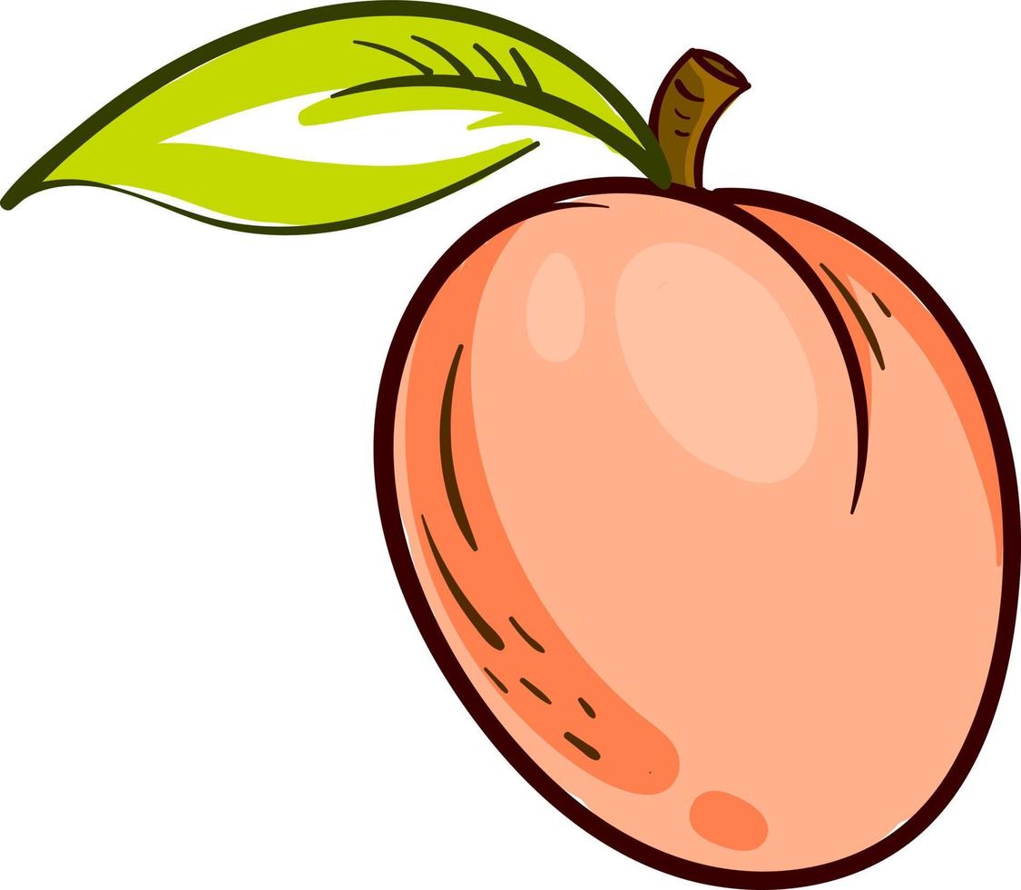 Interesting apricot, illustration, vector on a white background.