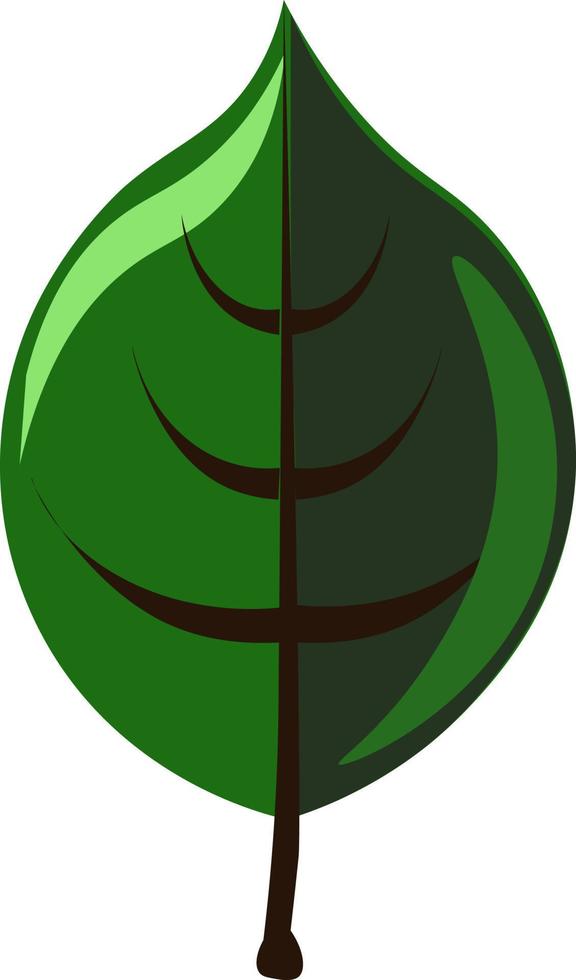 hoja verde, ilustración, vector sobre fondo blanco.