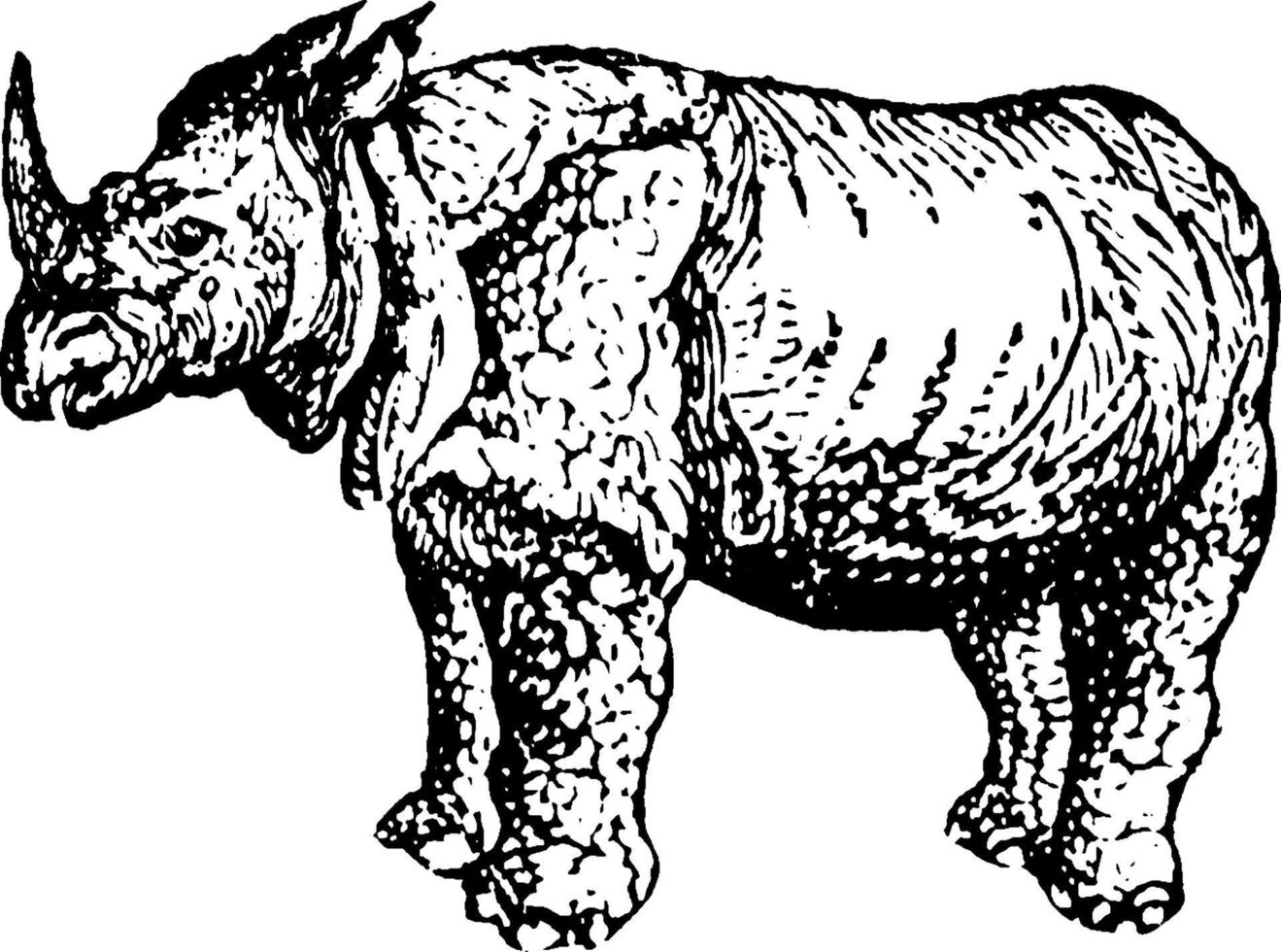 Rhinoceros, vintage illustration. vector