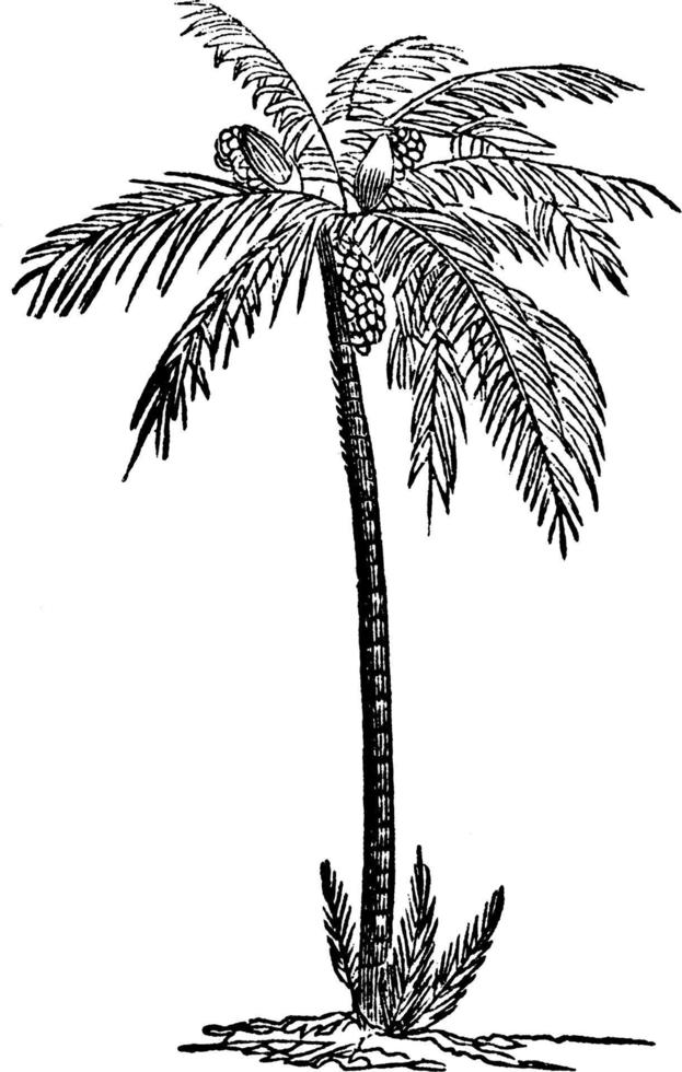 Date Palm vintage illustration. vector