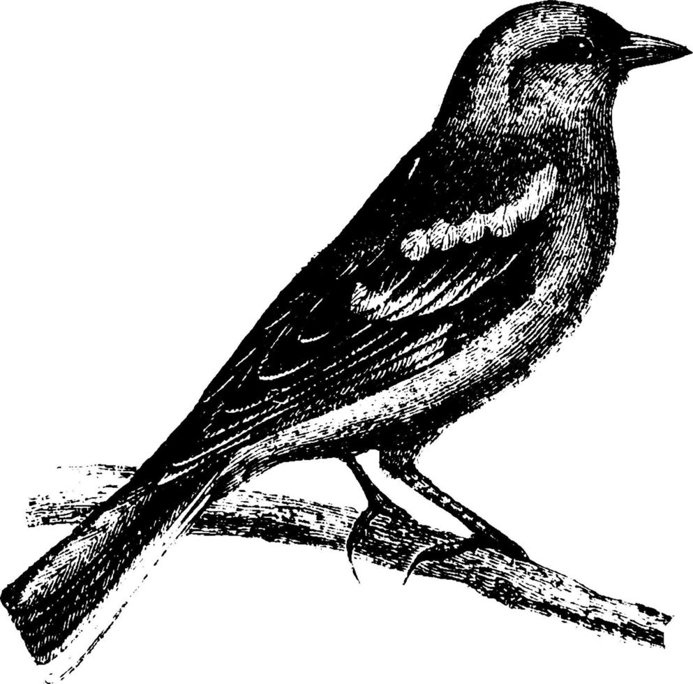 Finch or Linnet, vintage illustration. vector