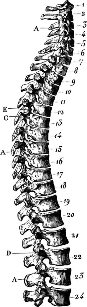 columna vertebral humana, ilustración vintage. vector