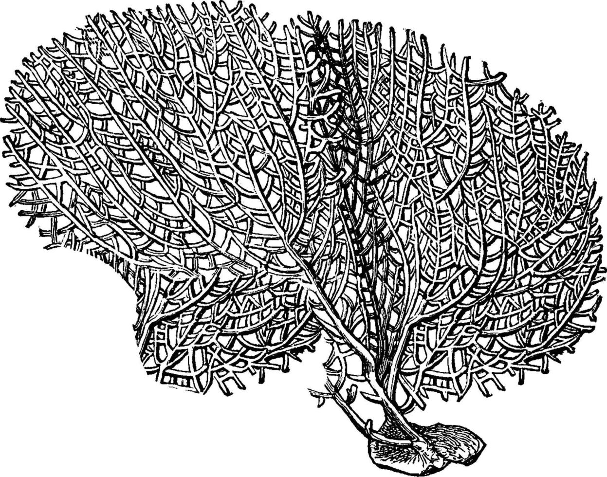 Fan Coral, vintage illustration. vector