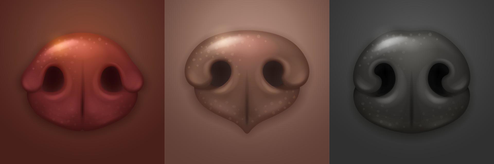 Cute dog noses, canine snout front vector