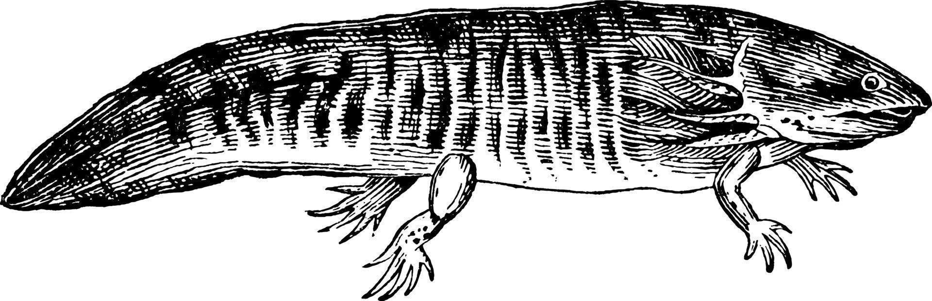 Axolotl, vintage illustration. vector