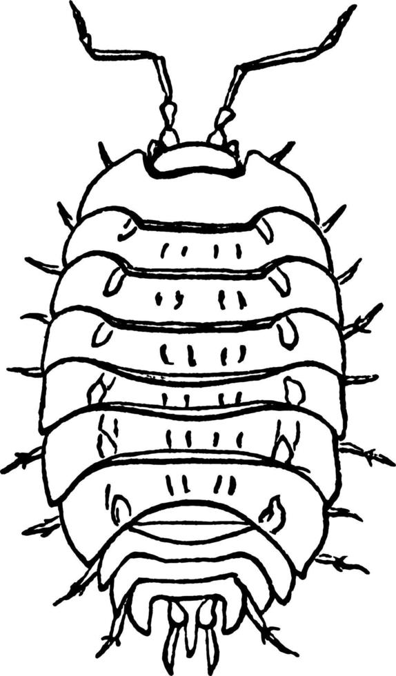 Wood Louse, vintage illustration. vector