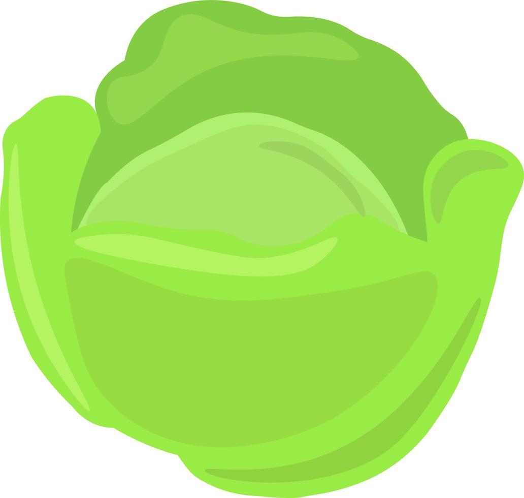 Cabbage, illustration, vector on white background.