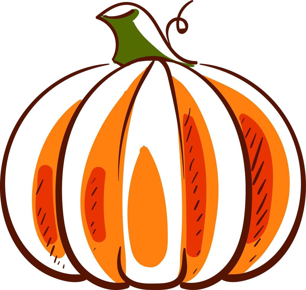 Pumpkin drawing, illustration, vector on white background