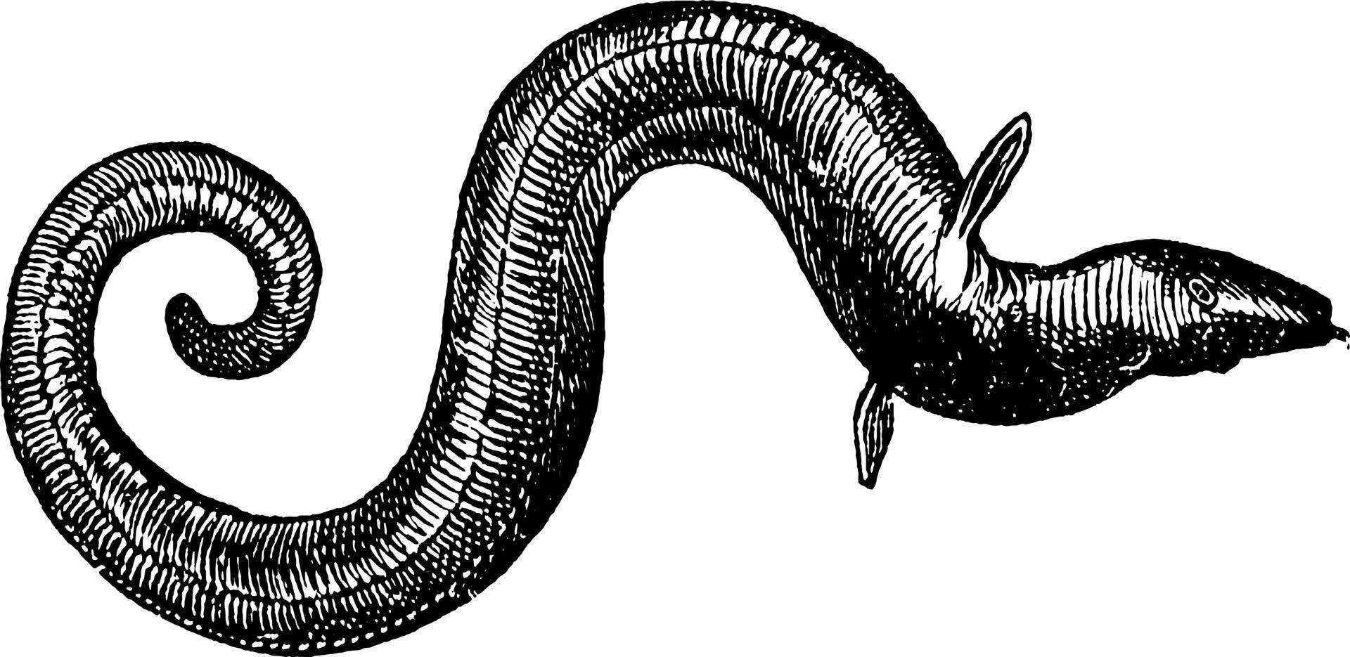 Eel, vintage illustration. vector
