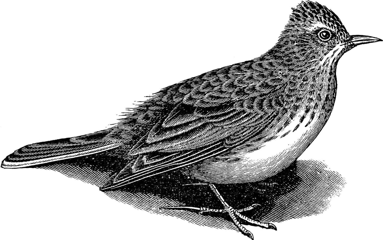 Skylark, vintage illustration. vector