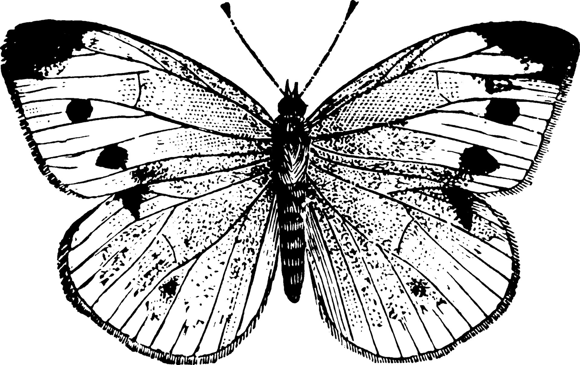 Cabbage Butterfly, vintage illustration. 13717800 Vector Art at Vecteezy