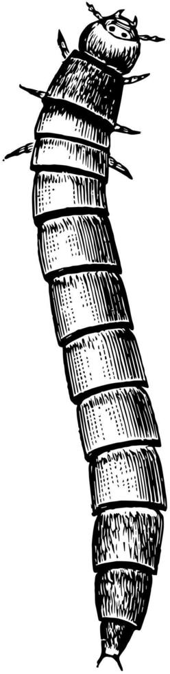 Mealworm Larva, vintage illustration. vector