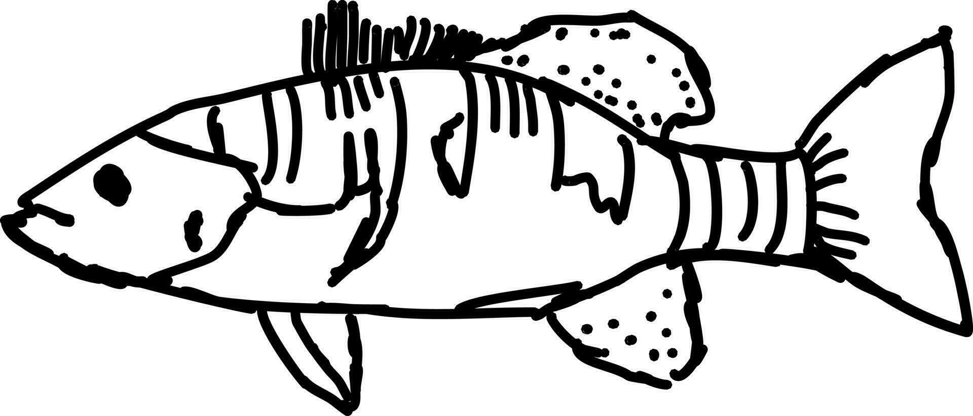 Fish drawing, illustration, vector on white background.