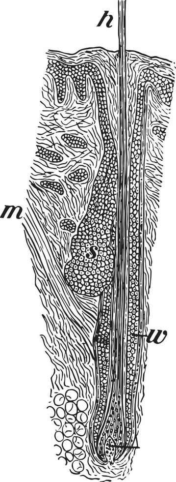 Section of Scalp, vintage illustration. vector