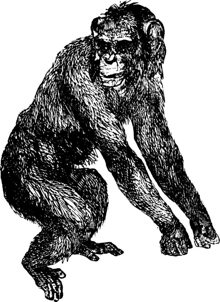 Chimpanzee or Pan troglodytes, vintage illustration. vector