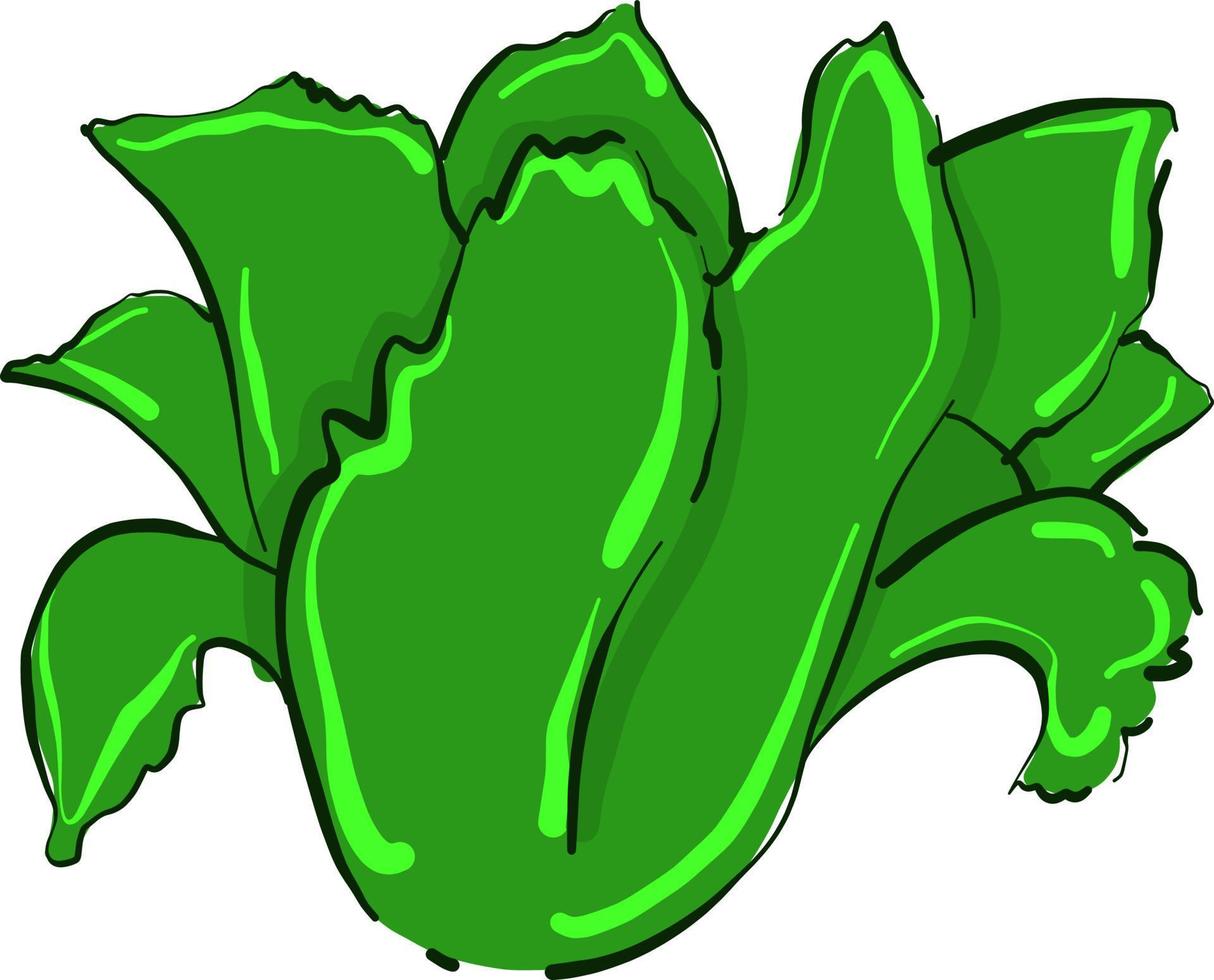 Green cabbage , illustration, vector on white background