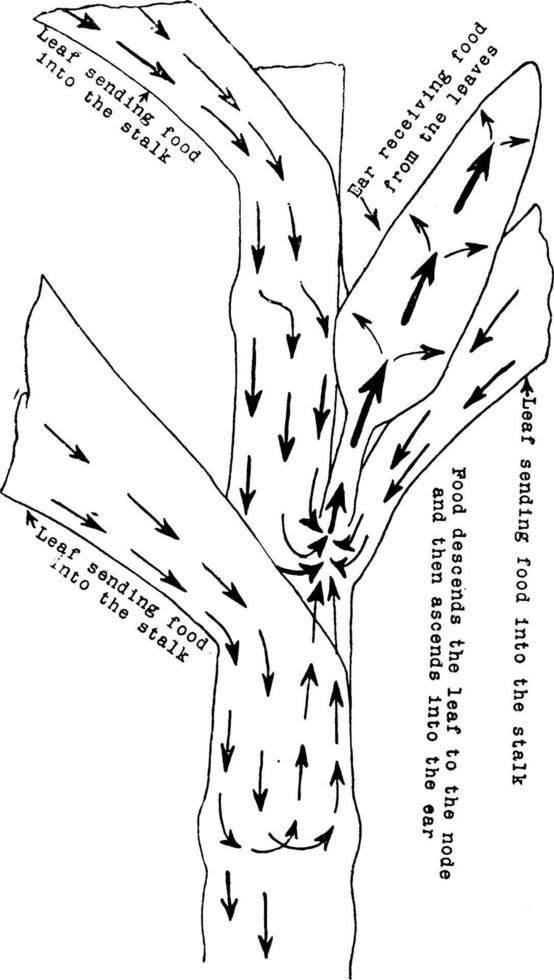 ndian Corn Food Circulation vintage illustration. vector