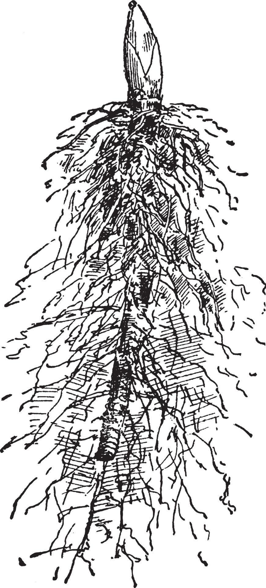 LilyoftheValley Pip vintage illustration. 13718525 Vector Art at