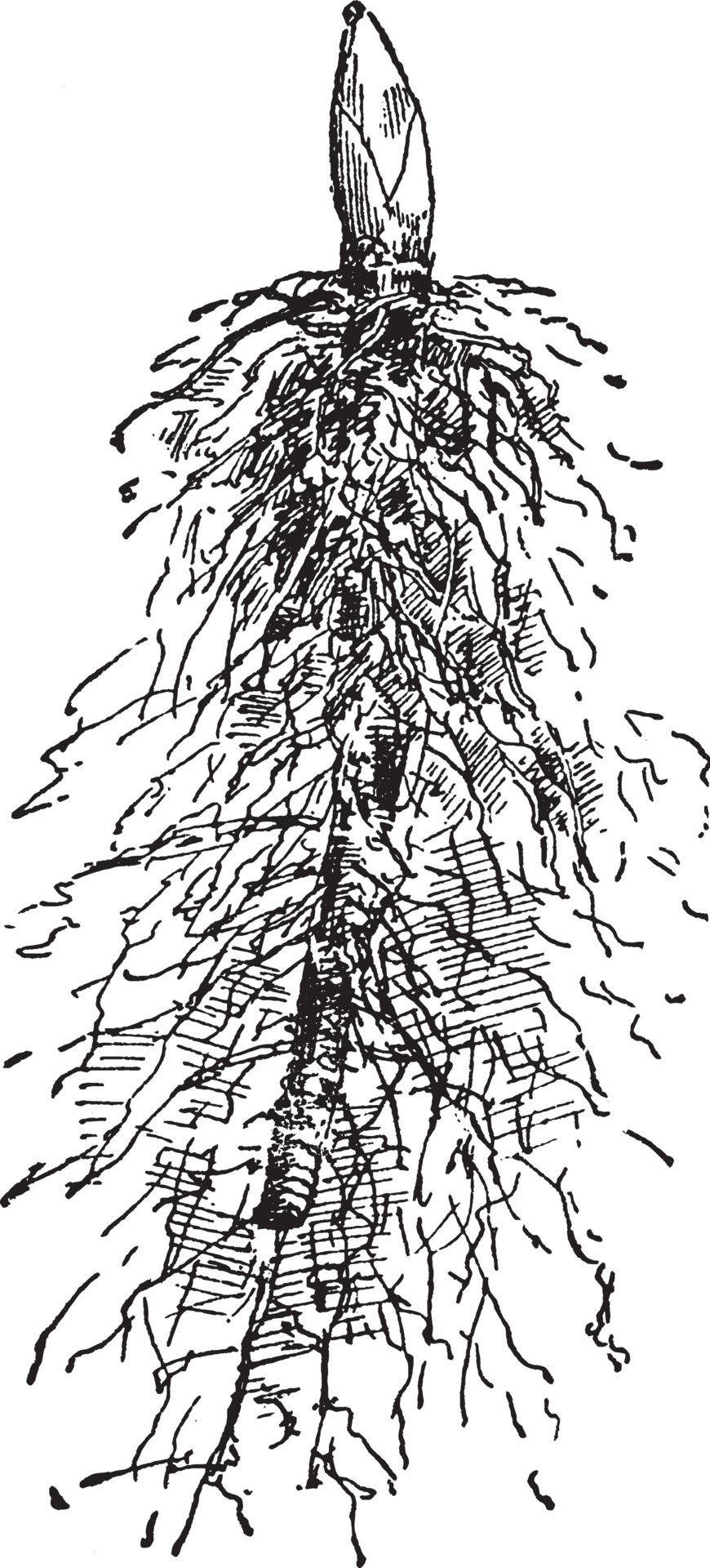 LilyoftheValley Pip vintage illustration. 13718525 Vector Art at