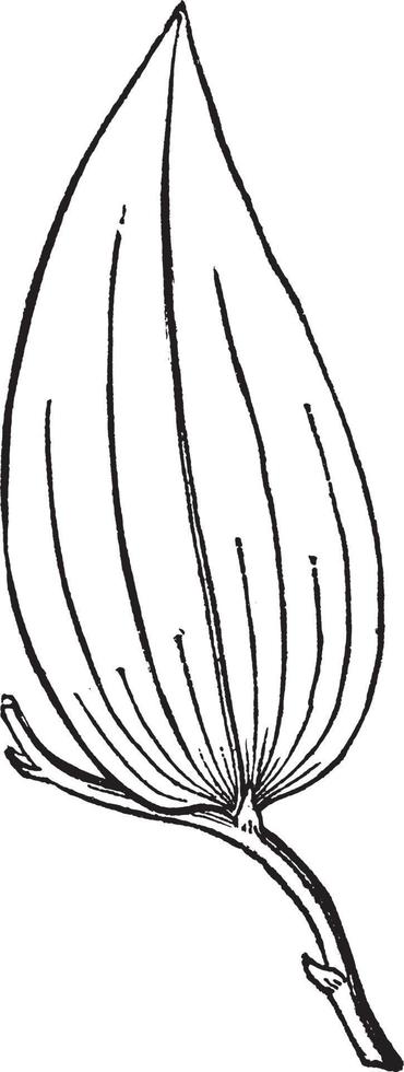 ilustración vintage de myrsiphyllum. vector