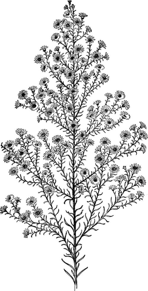 Heath Aster vintage illustration. vector