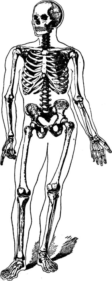 Human skeleton, vintage illustration. vector