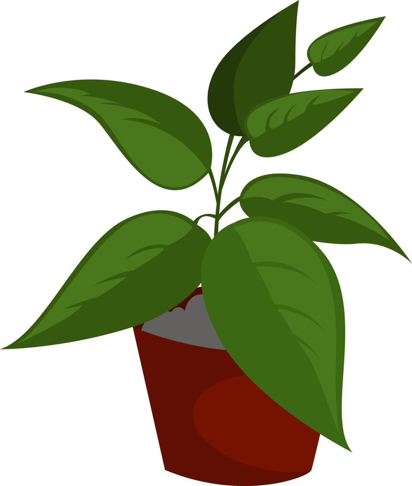 Home plant, illustration, vector on white background.