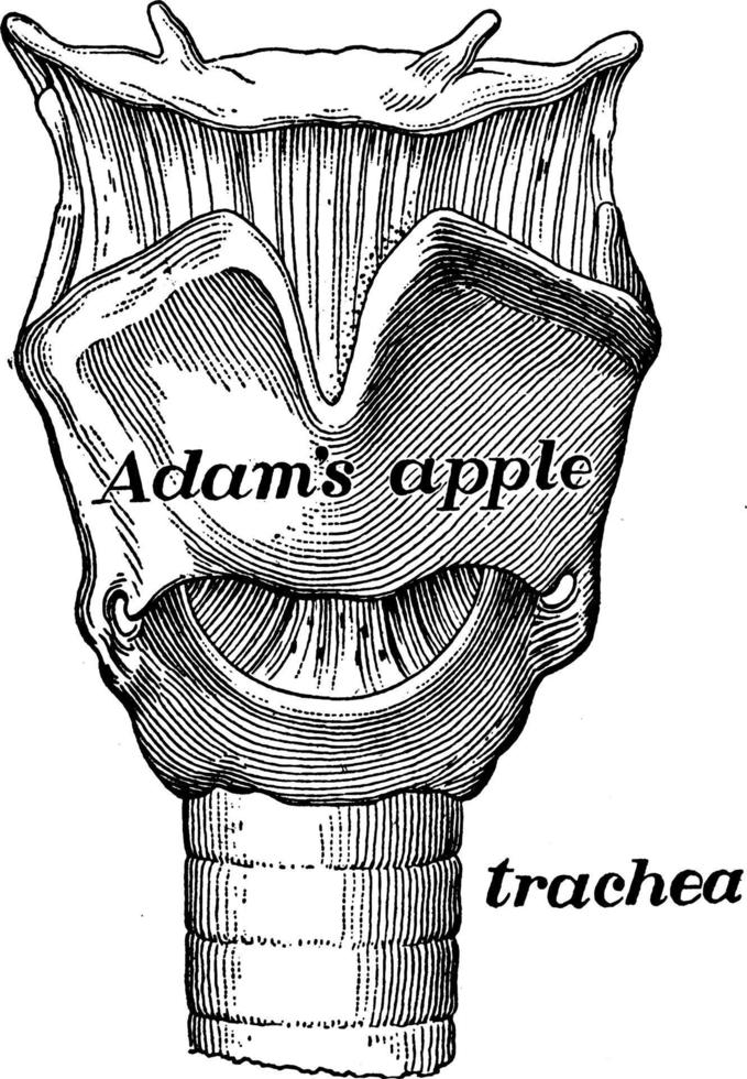 Larynx Voice box, vintage illustration. vector