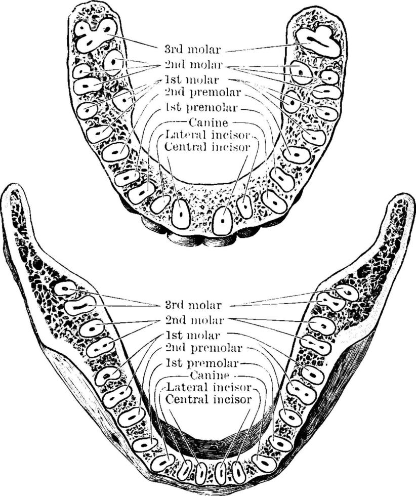 mandíbula que muestra las raíces de los dientes, ilustración vintage. vector