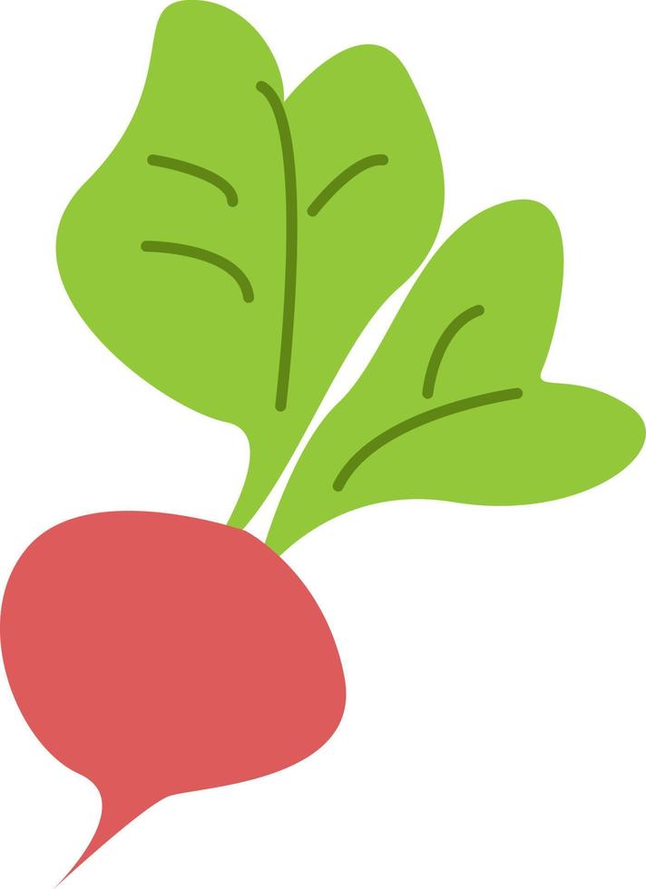 Red radish, illustration, vector, on a white background. vector