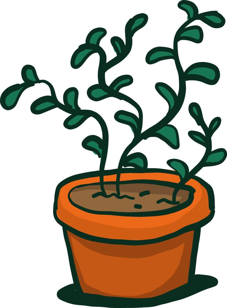 Jade plant in pot , illustration, vector on white background